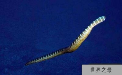 ​世界上十大毒蛇排行榜：银环蛇上榜