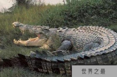 ​咬合力最大的动物排行榜十名 老虎仅排第九，第一是世界最大鳄鱼