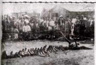 ​水库巨型吃人鲶鱼事件真相 06年真龙吃人的照片