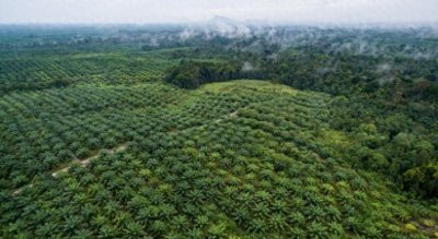 ​毛骨悚然！印尼男子被7米巨蟒缠绕生吞，刨开蛇腹现完整遗体