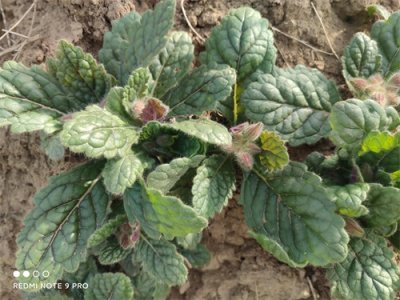​野生地黄可以当野菜食用吗