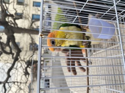 ​太原晋源区成功救助一只金头凯克鹦鹉