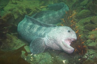 ​大海怪——狼鳗