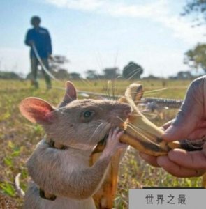​世界上最大的老鼠，居然还可以看病，被誉为英雄