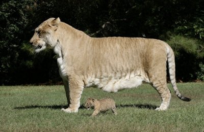 ​世界最大猫科动物：这只狮虎兽重达800多斤！