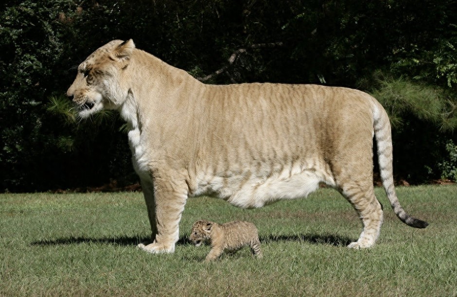 世界最大猫科动物:这只狮虎兽重达800多斤!