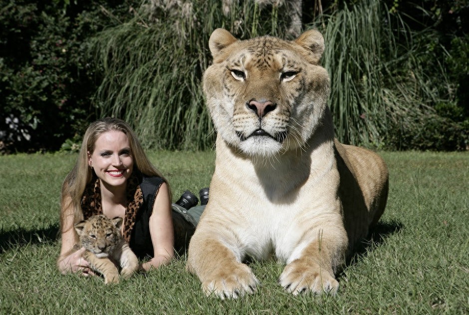 世界最大猫科动物:这只狮虎兽重达800多斤!