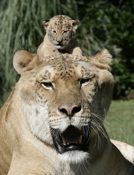 世界最大猫科动物:这只狮虎兽重达800多斤!