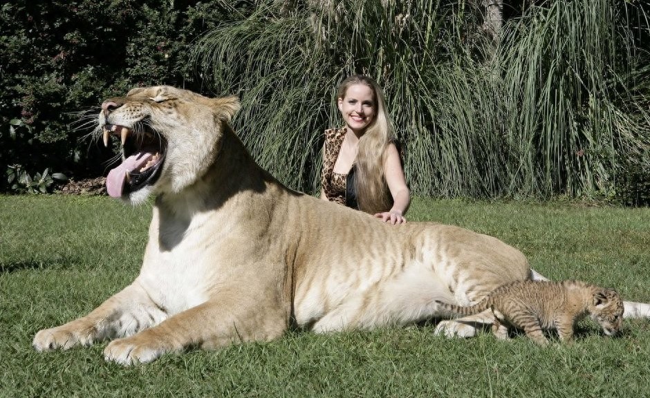 世界最大猫科动物:这只狮虎兽重达800多斤!