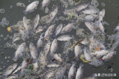 ​南宁心圩江公园水域现大片死鱼 现场有浓烈刺鼻臭味