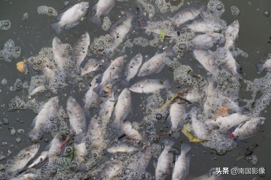 南宁心圩江公园水域现大片死鱼 现场有浓烈刺鼻臭味