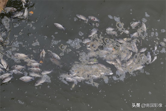 南宁心圩江公园水域现大片死鱼 现场有浓烈刺鼻臭味