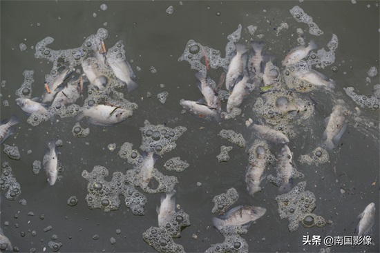 南宁心圩江公园水域现大片死鱼 现场有浓烈刺鼻臭味