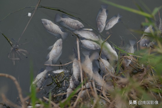 南宁心圩江公园水域现大片死鱼 现场有浓烈刺鼻臭味