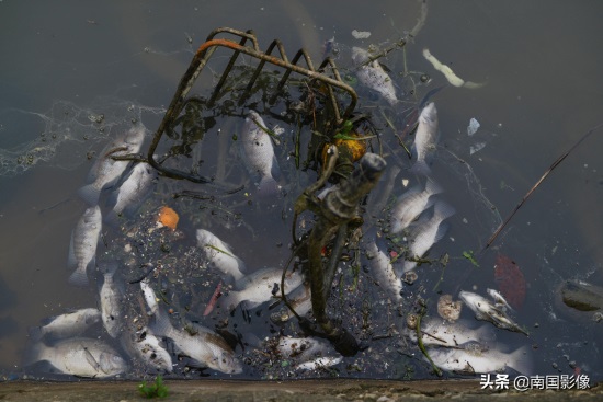 南宁心圩江公园水域现大片死鱼 现场有浓烈刺鼻臭味