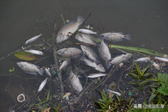 南宁心圩江公园水域现大片死鱼 现场有浓烈刺鼻臭味