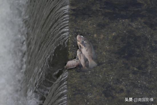 南宁心圩江公园水域现大片死鱼 现场有浓烈刺鼻臭味