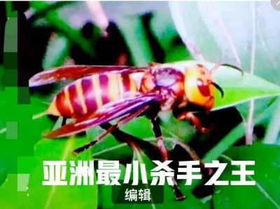 ​日本大黄蜂为什么被称为“亚洲最小的杀手之王”？它有天敌吗？