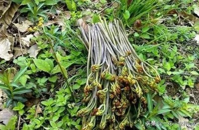 ​被称为“坟头草”，晒干后35元一斤，有些人不敢吃，认为能致癌