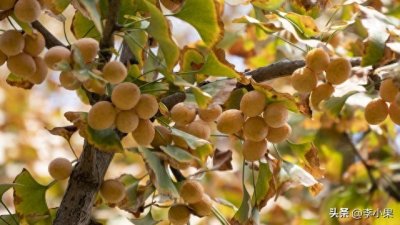 ​银杏果图集 | 银杏树上银杏果，银杏树下你和我