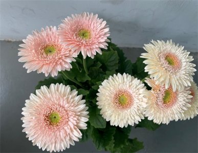 ​阳台养花，就选“扶郎花”，好养易打理，颜值高，而且开花勤奋