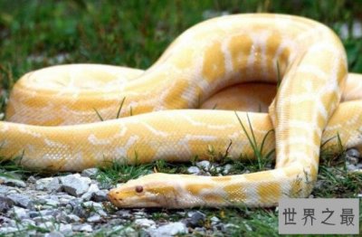 ​十种最奇特黄色动物排行榜，蜜蜂最常见，第一种很稀少