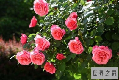 ​盘点中国十大著名市花，光叶子花上榜，第一被誉为“花中皇后”