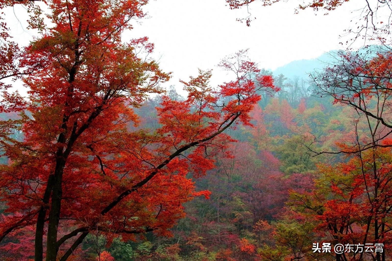 四川巴中南江光雾山大坝景区彩林五彩缤纷美不胜收摄影者的天堂