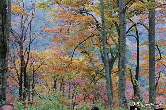 四川巴中南江光雾山大坝景区彩林五彩缤纷美不胜收摄影者的天堂