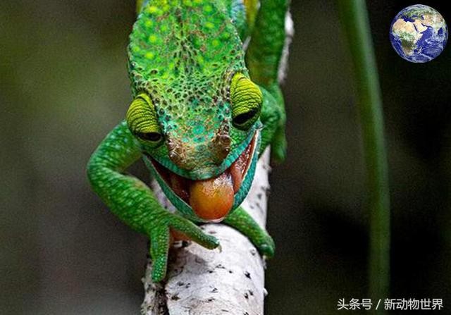 世界最小变色龙（世界上最大的变色龙）(3)