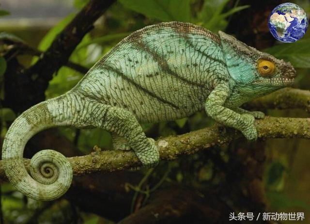 世界最小变色龙（世界上最大的变色龙）(4)