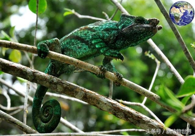 世界最小变色龙（世界上最大的变色龙）(1)