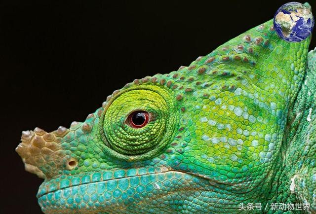 世界最小变色龙（世界上最大的变色龙）(2)