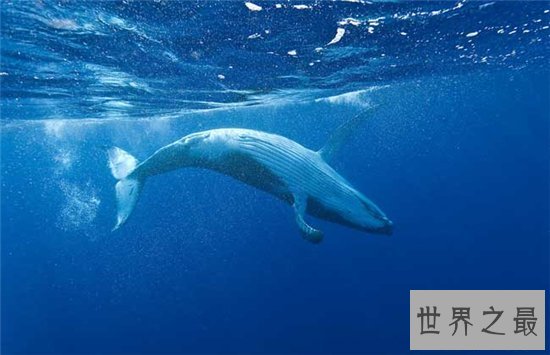 古蜥鲸进化非常复杂，从化石看出身长有20多米