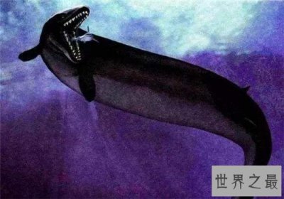 ​古蜥鲸进化非常复杂，从化石看出身长有20多米