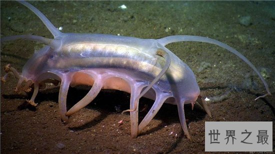 海猪毒素高不能食用，与海豚还是有一定的区别