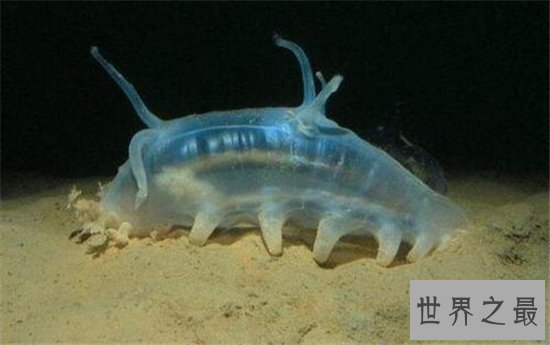 海猪毒素高不能食用，与海豚还是有一定的区别