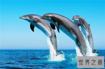 ​世界上最聪明的动物，通过歌声交流还救过人类