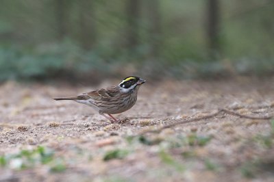 ​黄眉毛的小鸟---黄眉鹀