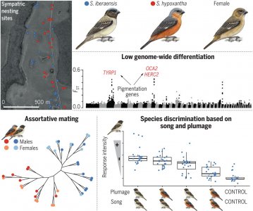 ​雌鸟对其可能配偶的基因和文化传承特性的选择导致新种伊贝拉食籽鸣禽的出现