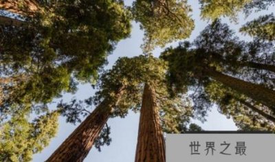 ​世界上最大的雪人树大约有1487立方米