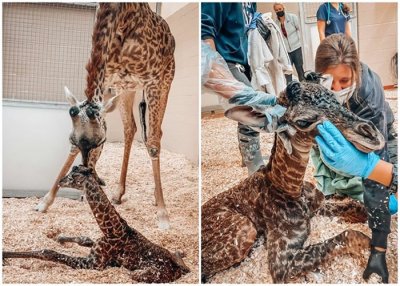 ​美国田纳西州纳什维尔动物园发生罕见意外：长颈鹿踩死刚出生幼崽