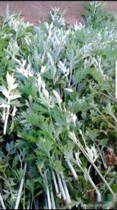 ​采艾草，招百福，傻傻的你，能分清真正的艾草吗？