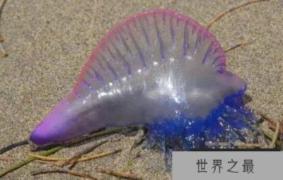 ​僧帽水母是什么水母，僧帽水母有没有毒