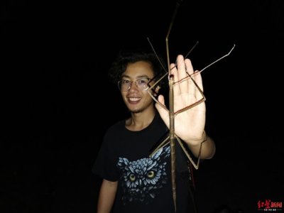 ​云南盈江观鸟协会理事长曾祥乐发现身长55公分的巨无霸竹节虫——马格纳斯竹节