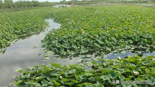 大庆黑鱼湖一游