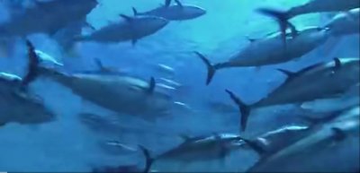 ​广东惠东，渔民意外捕获一条重680斤的大鱼，去日本拍卖可值千万