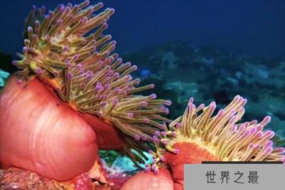 ​世界十大最漂亮的海葵 公主海葵光彩夺目(色泽鲜艳)