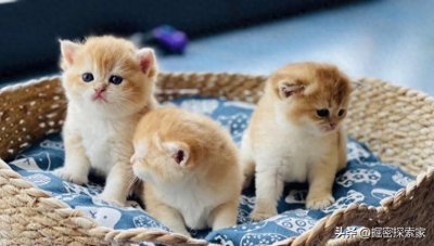 ​仅2米长重215公斤，前古巴领导人养它当宠物，古巴鳄珍贵吗？