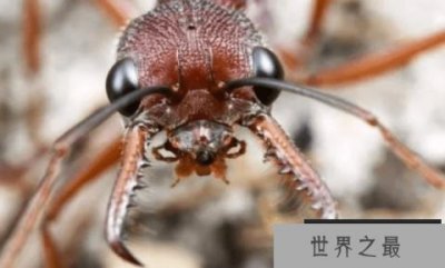 ​世界上最大的蚂蚁有多大 最大的蚂蚁种类是（3.7厘米）